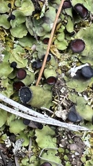 Peltigera venosa
