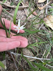 Jasminum simplicifolium