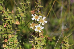 Leptospermum polygalifolium