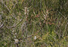 Hakea laevipes
