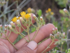 Bebbia atriplicifolia