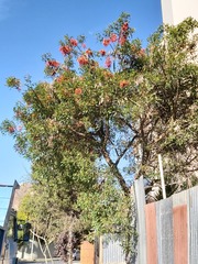 Erythrina falcata