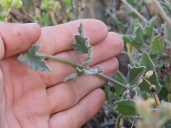 Bebbia atriplicifolia
