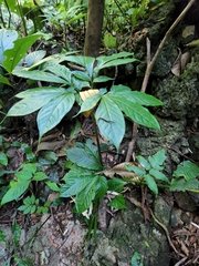 Amorphophallus