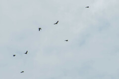 Brotogeris cyanoptera