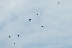 Brotogeris cyanoptera