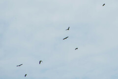 Brotogeris cyanoptera