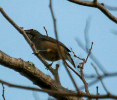 Saltator grandis