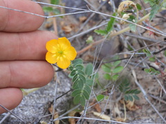 Kallstroemia peninsularis