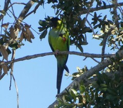 Aratinga nenday