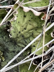 Peltigera britannica