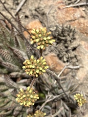 Crassula nudicaulis