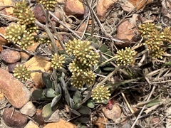 Crassula nudicaulis