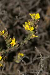 Aspalathus ericifolia