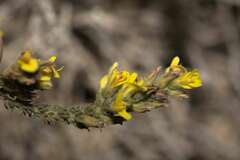 Aspalathus ericifolia