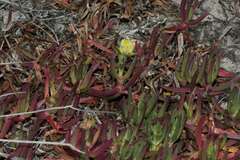 Carpobrotus edulis