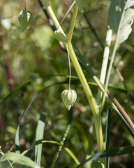 Physalis acutifolia