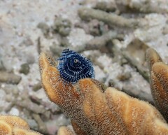 Spirobranchus corniculatus