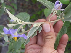 Solanum hindsianum