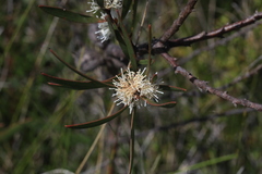 Hakea laevipes