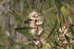 Hakea laevipes