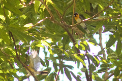 Symposiachrus trivirgatus