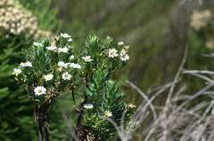 Osmitopsis asteriscoides