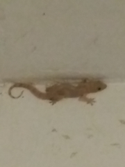 Gekkonidae