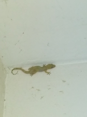 Gekkonidae