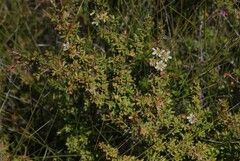 Leptospermum polygalifolium