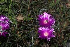 Lampranthus tenuifolius