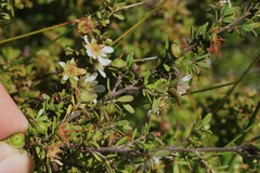 Leptospermum polygalifolium