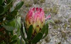 Protea obtusifolia