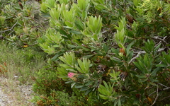 Protea obtusifolia