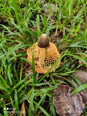 Phallus luteus