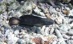 Amblygobius phalaena