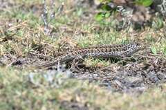 Trachylepis capensis