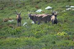 Tragelaphus oryx oryx