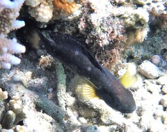 Amblygobius phalaena