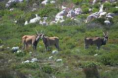 Tragelaphus oryx oryx