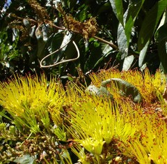 Combretum fruticosum