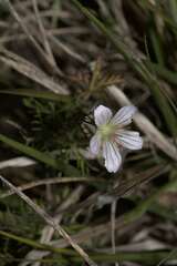 Geranium incanum