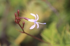 Prismatocarpus diffusus