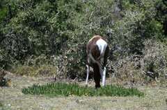 Damaliscus pygargus pygargus