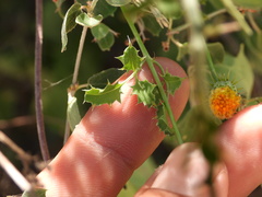 Adenophyllum speciosum