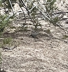 Toxostoma curvirostre