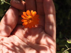 Adenophyllum speciosum