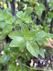 Lippia carterae