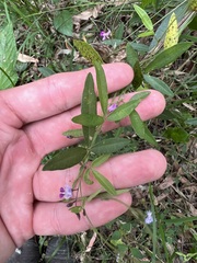 Glycine tabacina