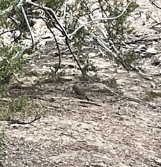 Toxostoma curvirostre